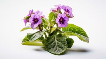 foto di bellissimo lungwort fiore isolato su bianca sfondo. generativo ai