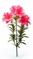 foto di bellissimo azalea fiore isolato su bianca sfondo. generativo ai