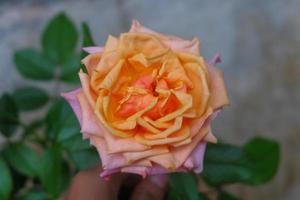 una foto ravvicinata di una rosa in due colori, arancione e rosa