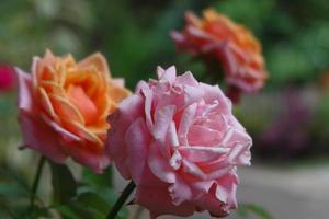 una foto ravvicinata di una rosa in due colori, arancione e rosa