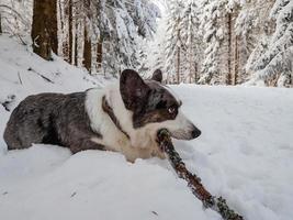 cane corgi in un bosco innevato foto