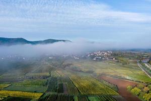 vigneti ai piedi dei vosgi, francia foto