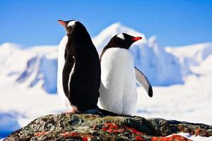 due pinguini in montagna foto