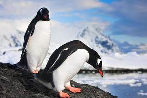 pinguini in antartide foto