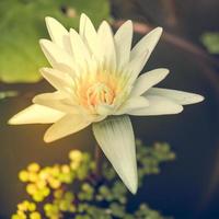 fiore di loto fresco foto