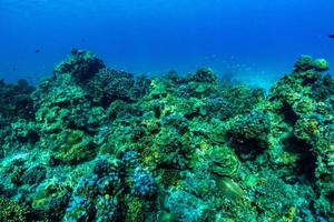 scena subacquea con barriera corallina e pesci. foto