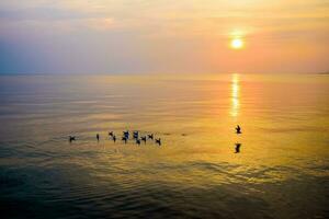 gregge di gabbiani galleggiante nel il mare a tramonto foto