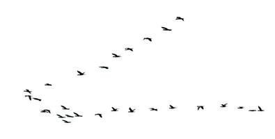 silhouette gregge di uccelli volante nel un' riga foto