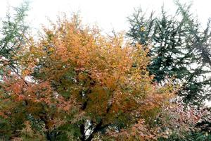 natura in autunno foto