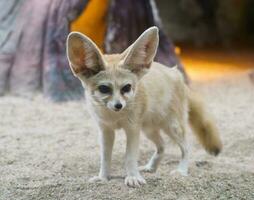 fennec Volpe vulpes zerda foto