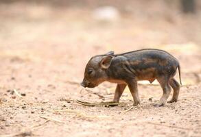 bambino selvaggio cinghiale foto