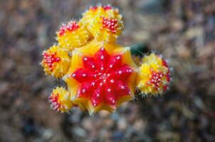 vicino su bellissimo fiore di Luna cactus foto