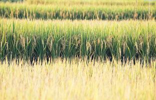 campo di riso in thailandia foto