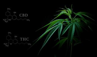 marijuana le foglie con CBD THC chimico struttura foto