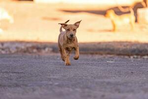 animale mammifero cane nel il strada foto