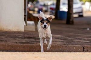 animale mammifero canino vagante cane a piedi foto