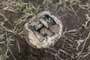 rotto brasile Noce frutta su il terra foto