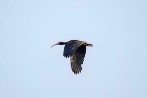 animale spoglio affrontato ibis nel volare foto