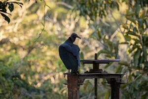 animale nero avvoltoio foto