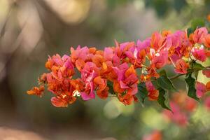 fiori di piante ornamentali foto