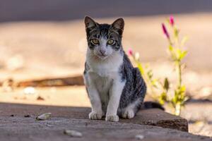 piccolo domestico gatto foto