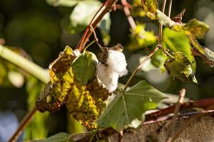 vicino su di cotone pianta foto