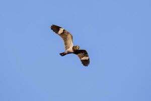 animale nacunda falco notturno nel volare foto