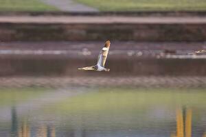 animale nacunda falco notturno nel volare foto