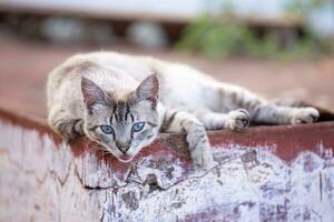 felino animale domestico gatto abbandonato foto