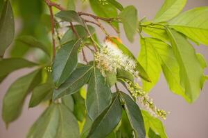 fiori di il albero chiamato inga foto