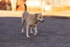 animale mammifero cane nel il strada foto