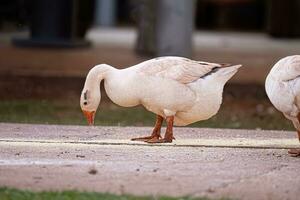 animale azienda agricola greylag Oca foto