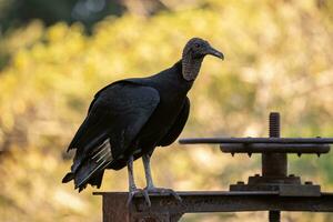 animale nero avvoltoio foto