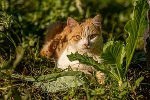 giallo gatto nel un' cavolo piantagione foto
