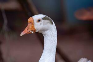 animale azienda agricola greylag Oca foto