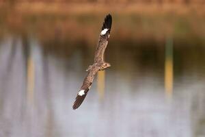 animale nacunda falco notturno nel volare foto