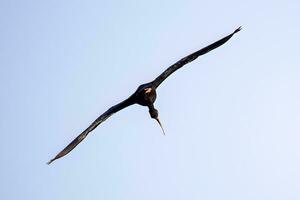 animale spoglio affrontato ibis nel volare foto