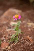 elegante zinnia fiore foto