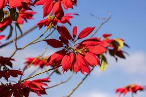 poinsettia fioritura pianta foto