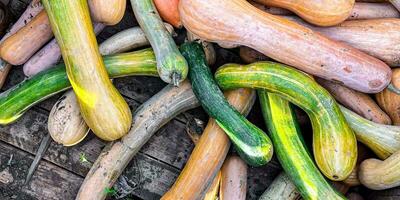 zucca frutta all'aperto raccogliere diverso tipi zucca varietà cibo merenda copia spazio cibo sfondo rustico superiore Visualizza vegetariano vegano cibo foto