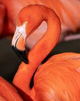 rosso fenicottero, Phoenicopterus ruber foto