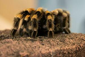 messicano redknee tarantola, brachipelma smithi foto