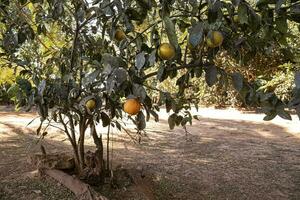 rangpur frutta albero foto