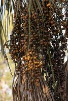 frutta di il buriti palma albero foto