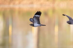 animale nacunda falco notturno nel volare foto