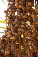 frutta di il buriti palma foto