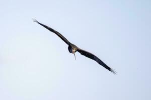 animale spoglio affrontato ibis nel volare foto