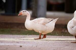 animale azienda agricola greylag Oca foto