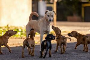 animale mammifero cane nel il strada foto