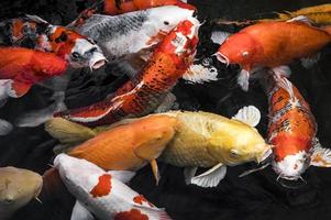 vista dall'alto pesci koi colorati di alta qualità bella foto concept